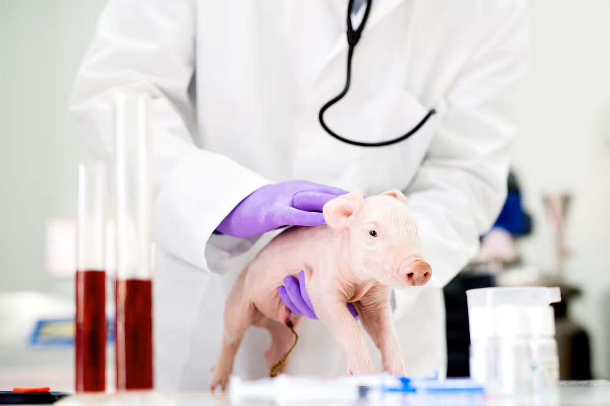 Dessa minirobotar har redan testats framgångsrikt på grisar, eftersom dessa djur har ett cirkulationssystem som liknar människans.