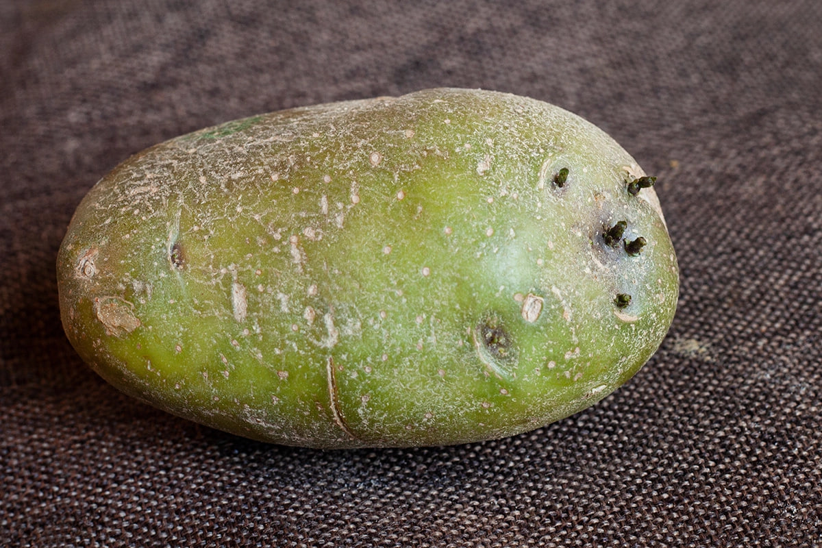 Gröna potatisar är giftiga på grund av ämnet solanin.