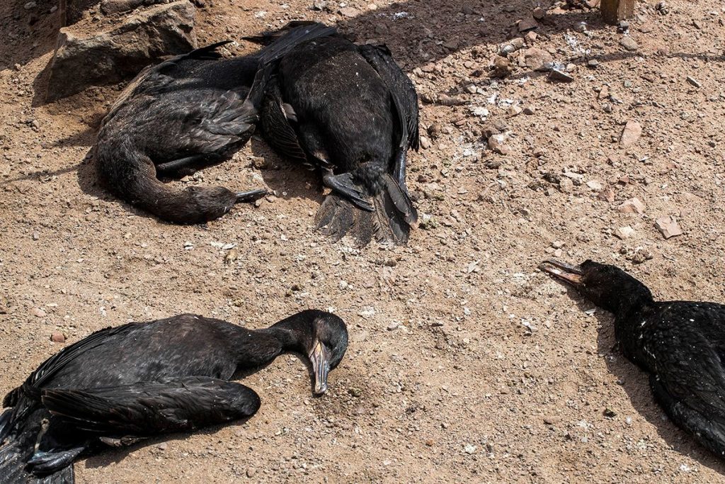 Om du hittar döda fåglar, rapportera det omedelbart till stadens veterinärtjänst.
