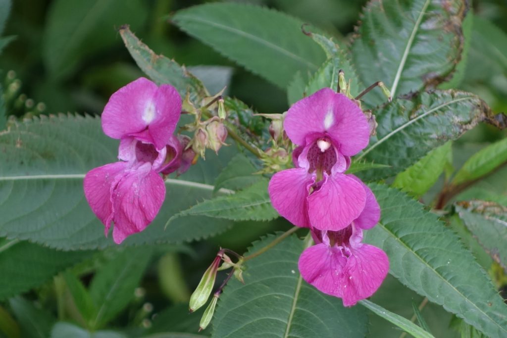 Himalayabalsam (Impatiens glandulifera) har förbjudits i EU.