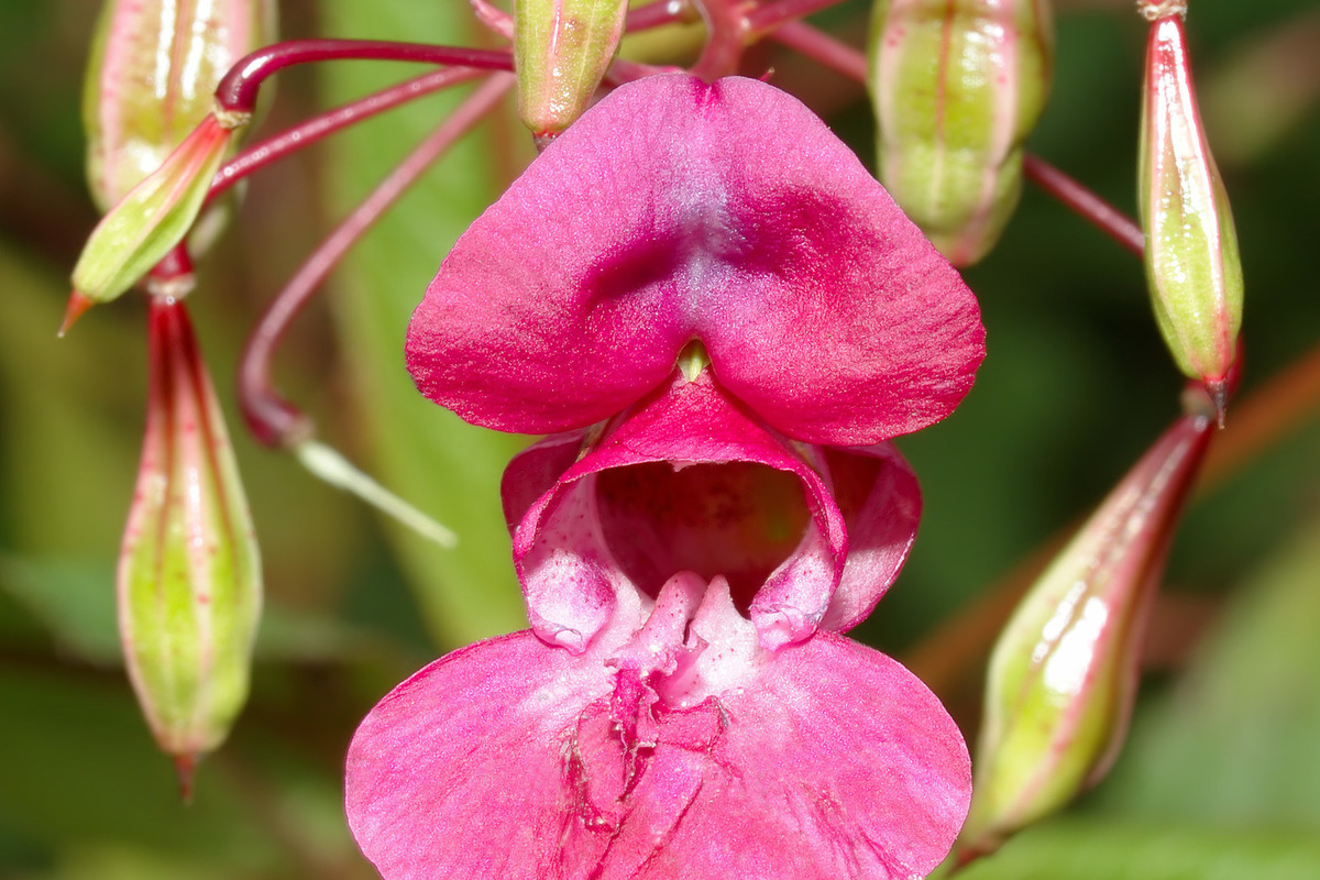 Växter i trädgården, men en av dem är förbjuden.