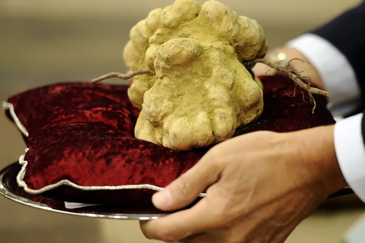 Den vita tryffeln är en sällsynt tryffelsort som är mycket eftertraktad.