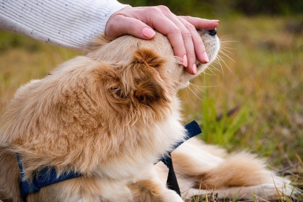 Hunden tycker om att bli klappad.