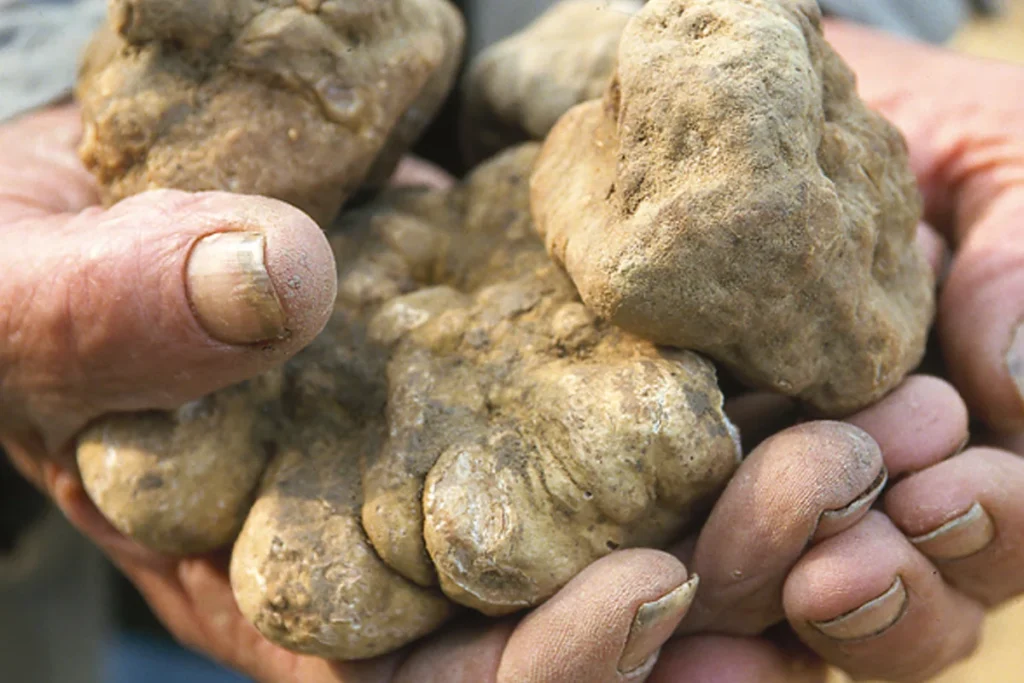 Vita tryfflar som skördats under säsongen. Lycka till den som hittade dem.