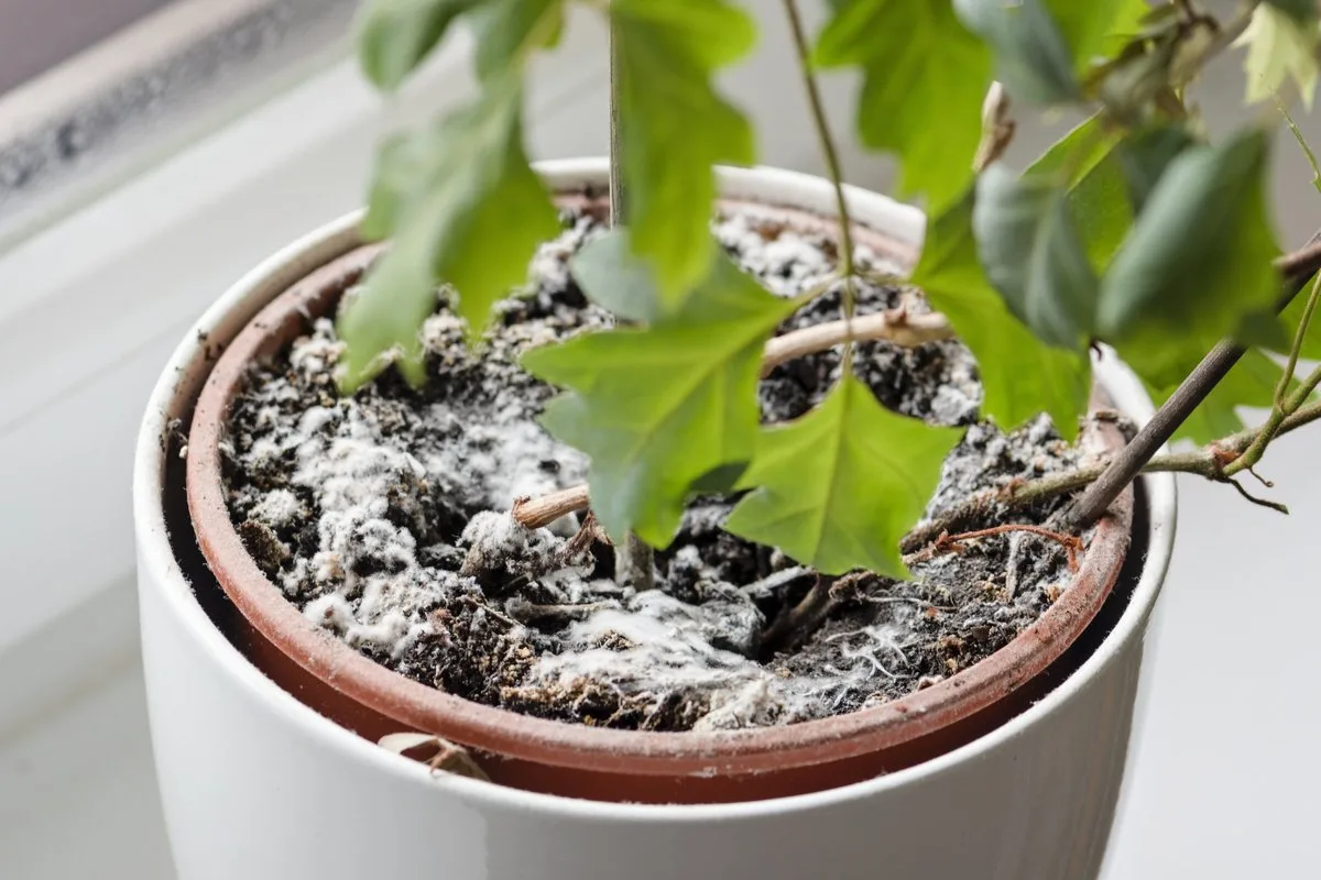 Om du hittar detta i en blomkruka måste du fatta brådskande beslut.