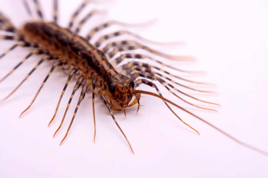 Detta är en husmångfoting, som vanligtvis lever i badrummet i ditt hem.