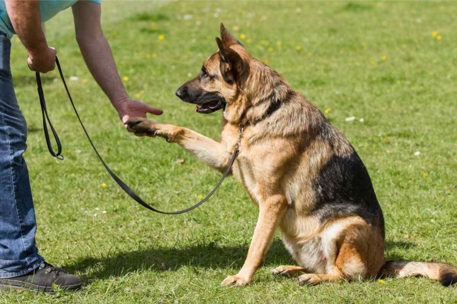 Träning av en schäfer Hund.