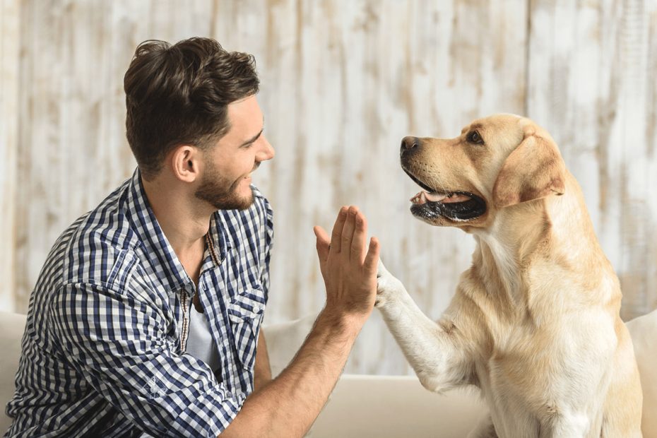 Hund förstår sin ägare och ger honom sin tass.