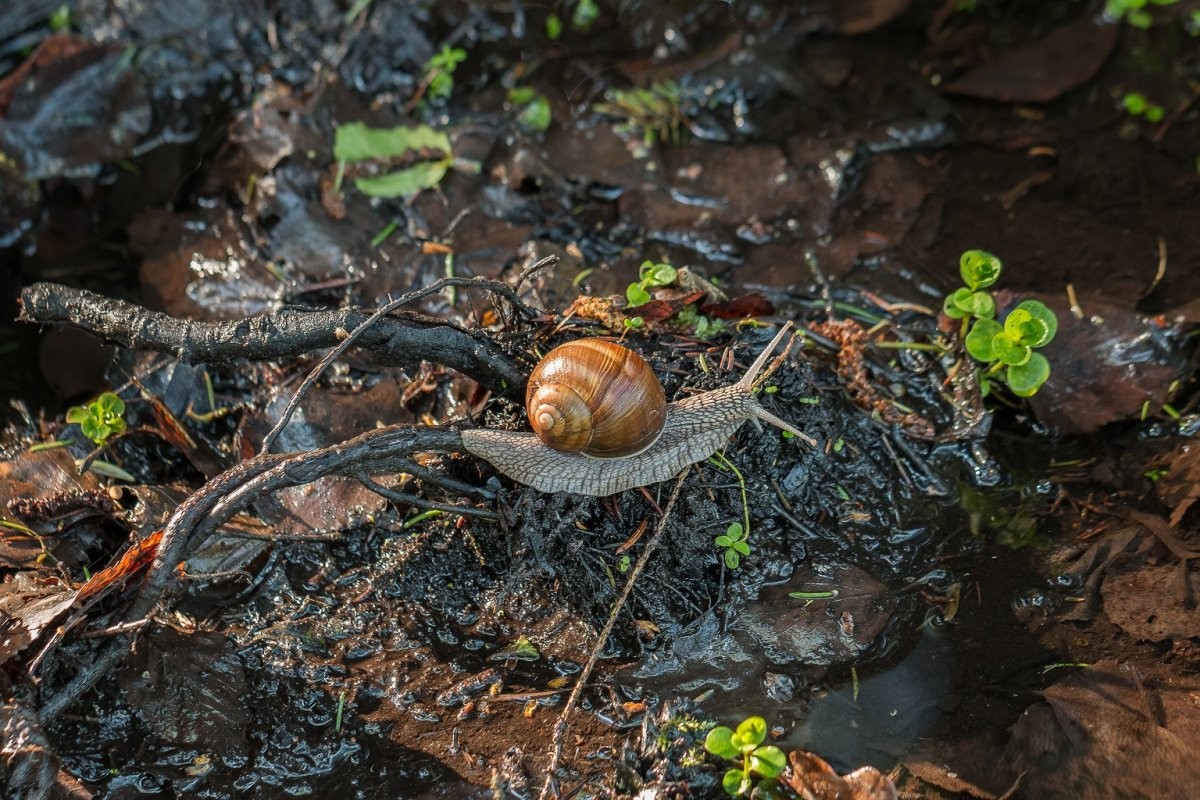Snigeln rör sig omkring i jakt på en plats att övervintra.