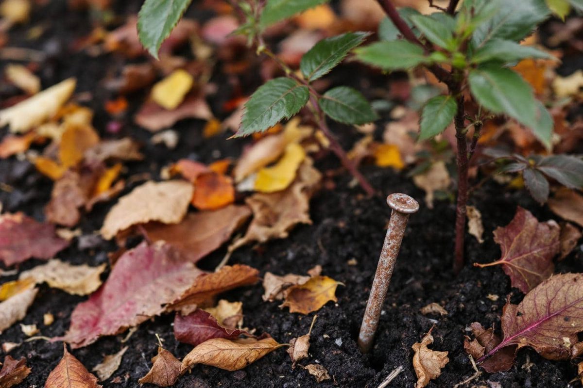 Slå en rostig spik i marken.