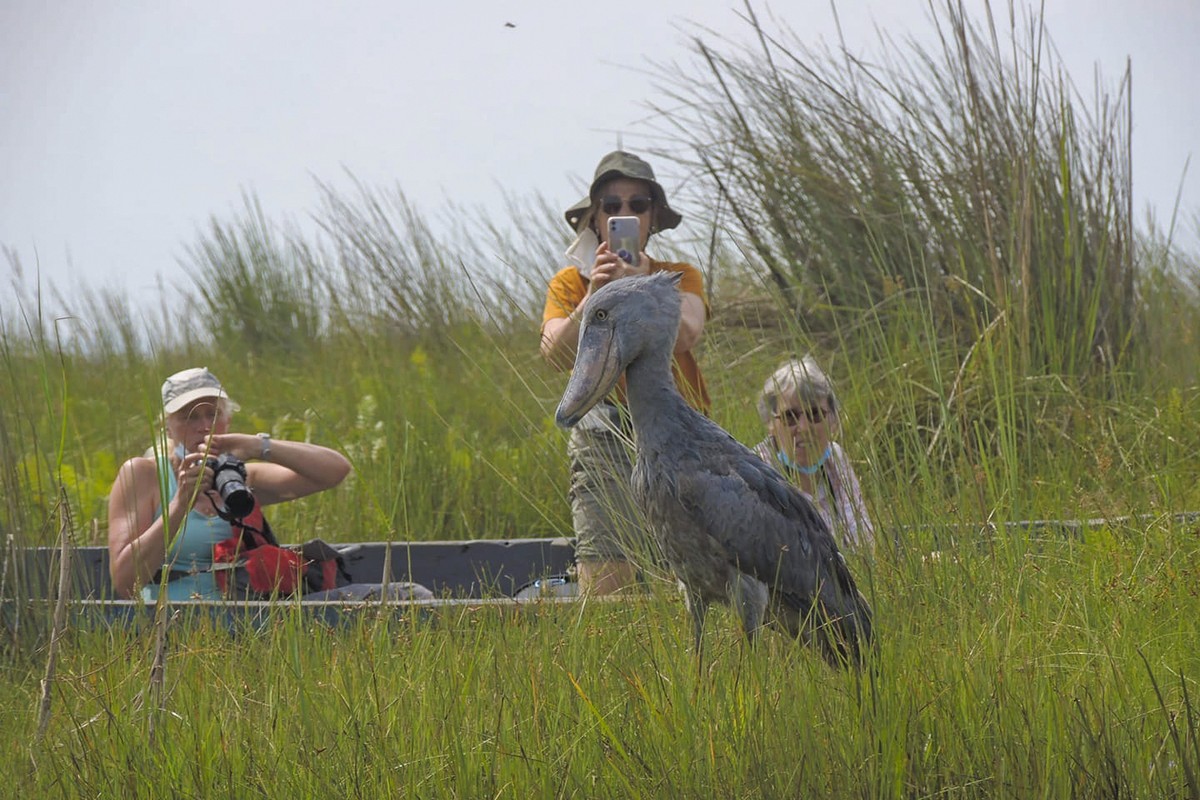 Folk filmade tumlaren i dess naturliga miljö.