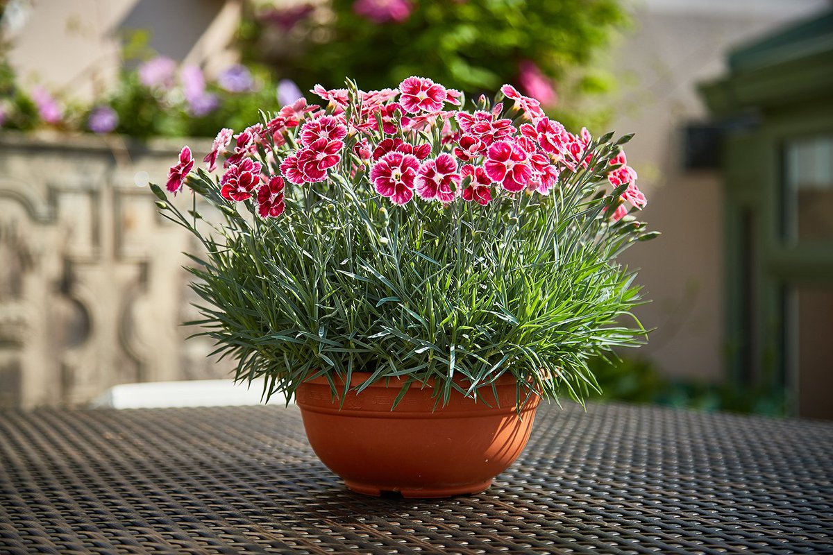 Kryddnejlika är ett bra sätt att bli av med möss.