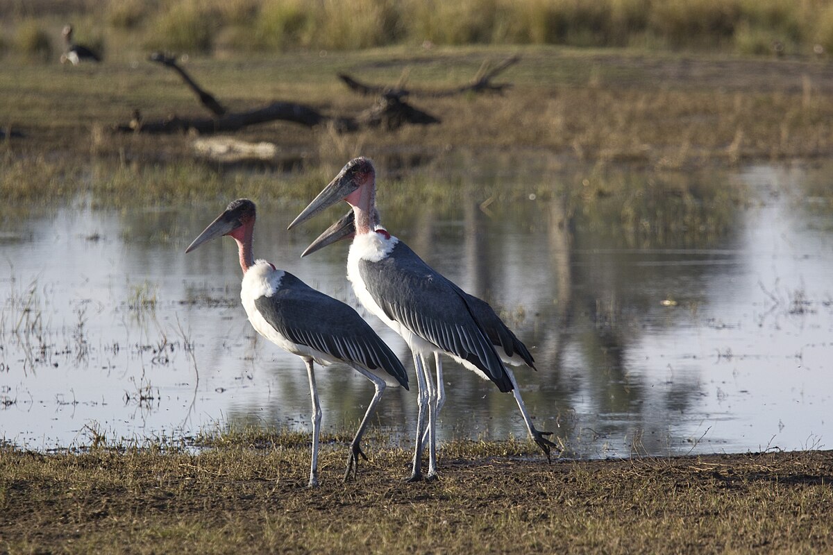 Afrikanska storkar är en utrotningshotad fågelart.
