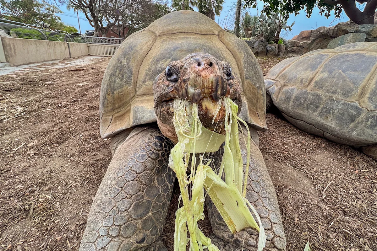 Gramma-sköldpaddan som levde i många år.