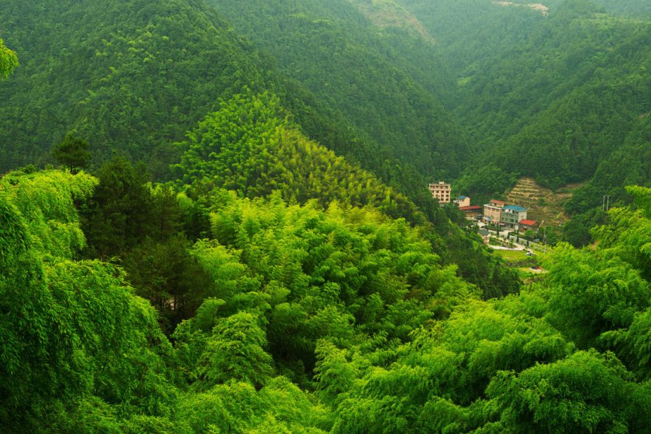 Kinas skog.