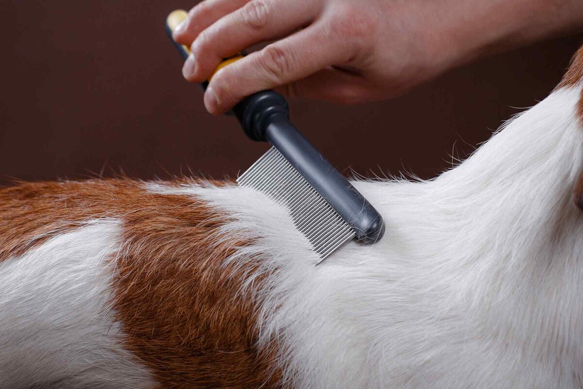 Kamma din hund oftare.