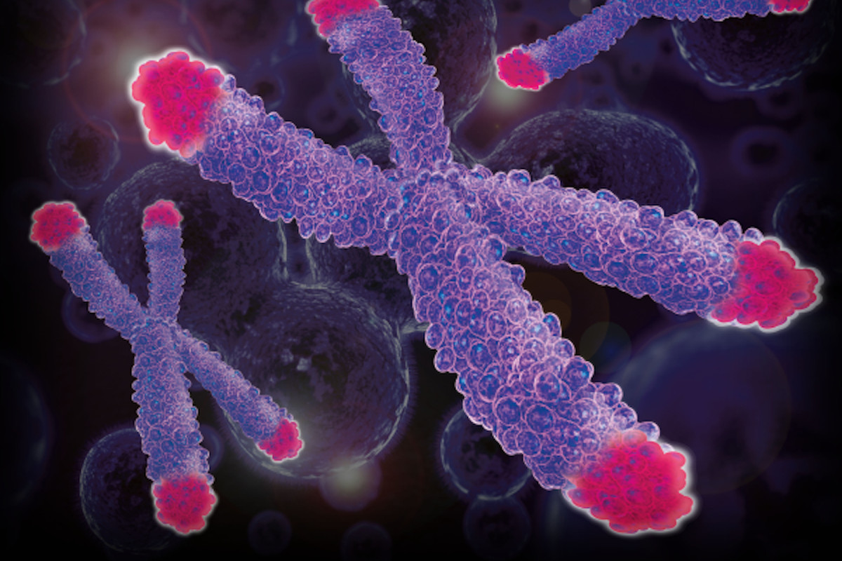 Mänskliga telomerer.