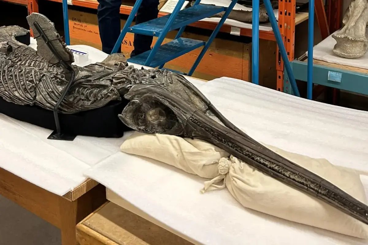 Huvudet på en märklig varelse.