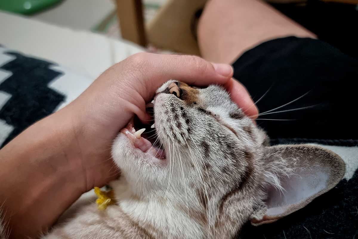 Katt biter sin ägare.