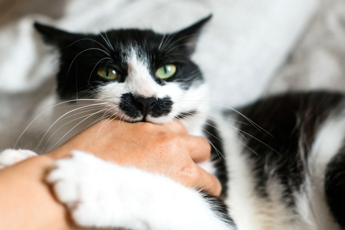 En man klappar en katt, och katten biter honom.