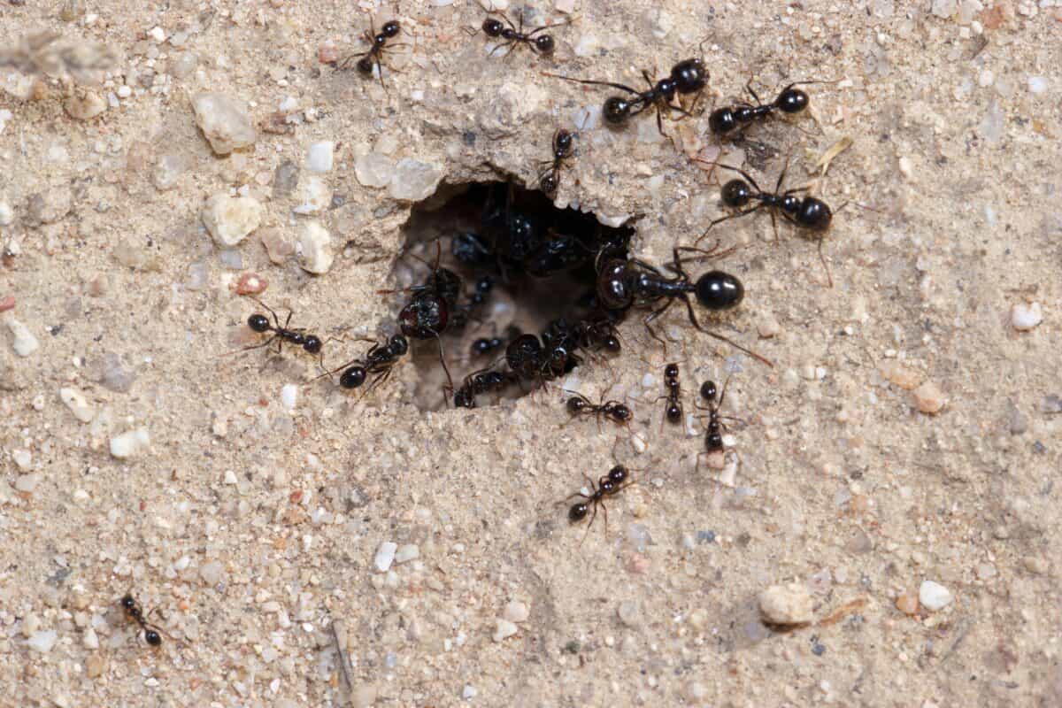 Myrorna går in i sin koloni.