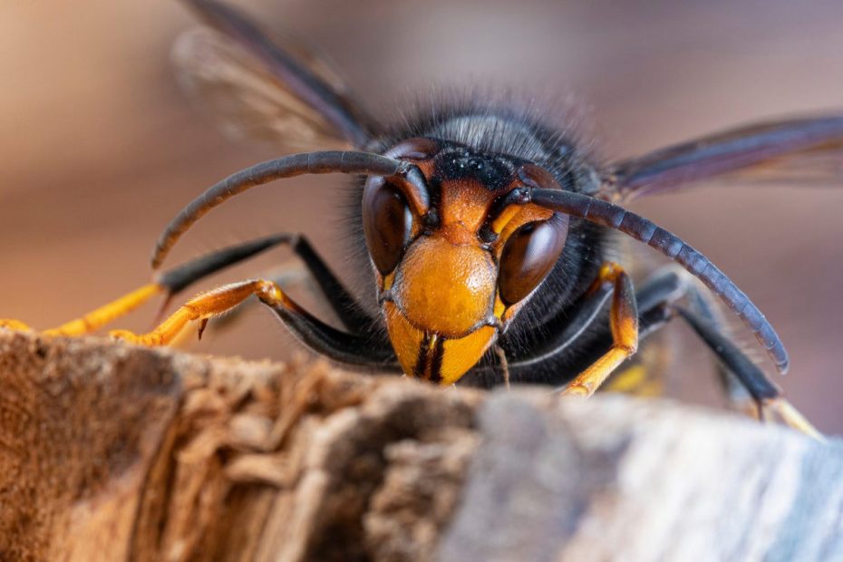 Asiatisk bålgetingar.
