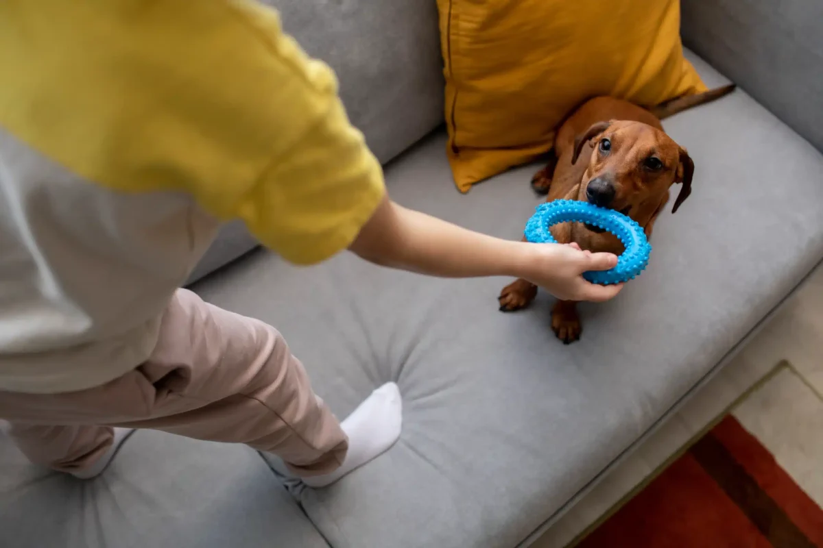 Hunden leker med sin ägare.