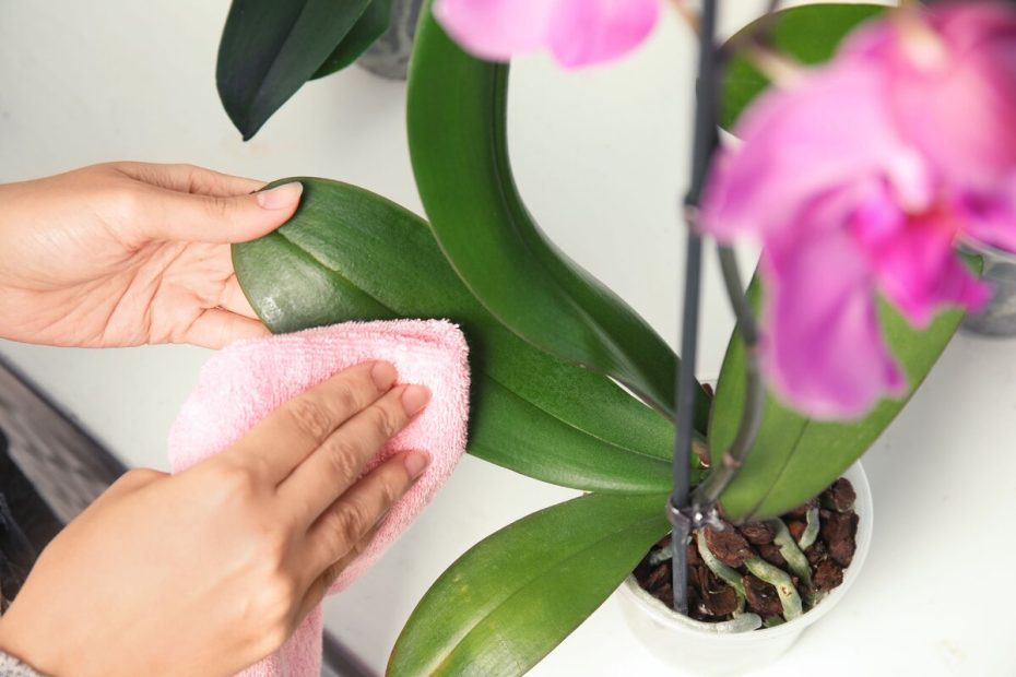 En man smörjer orkidé blad.