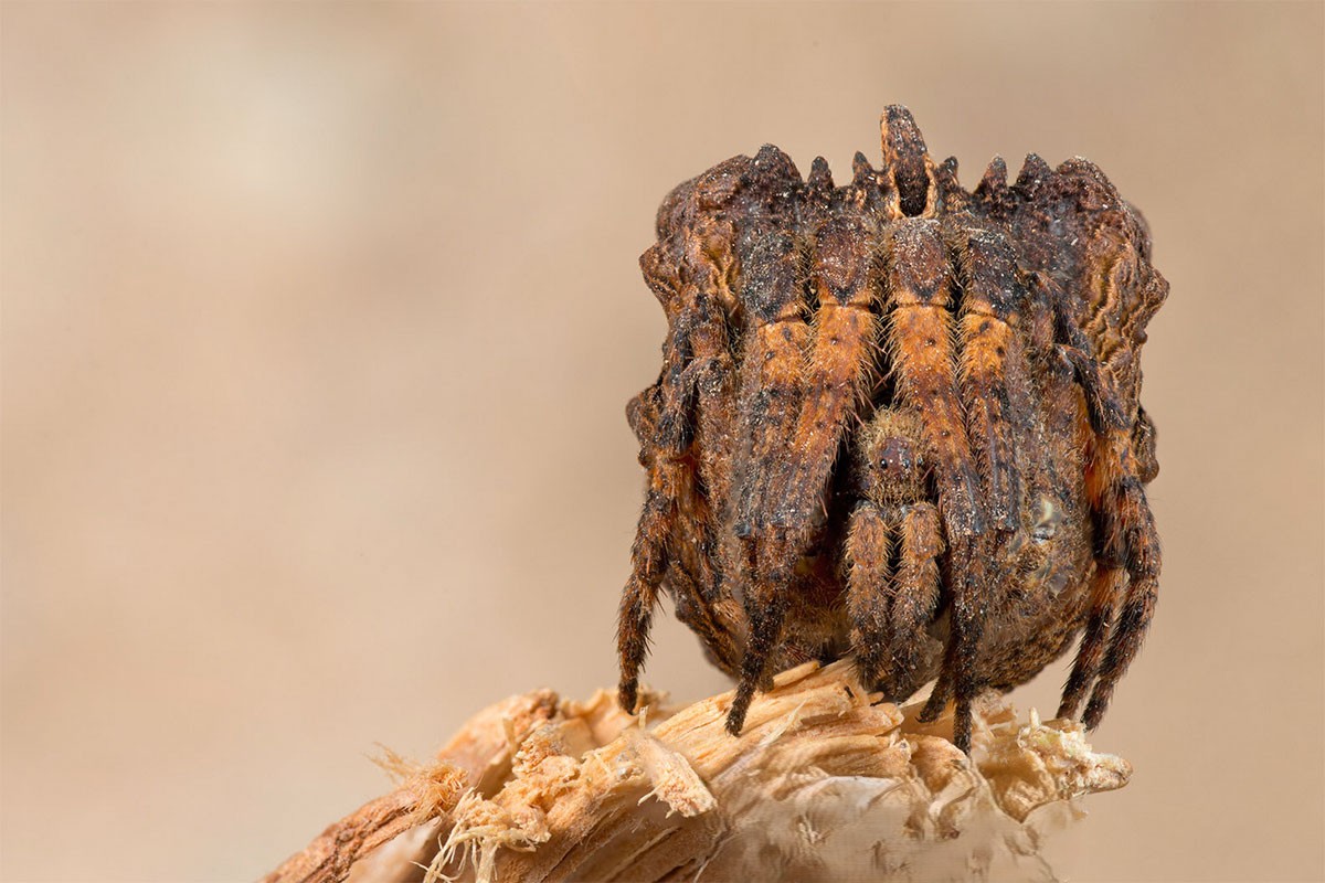 Denna underart av spindlar har många olika variationer.