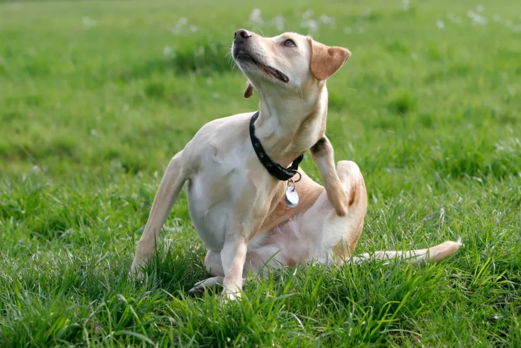 hund kliar sig av olika anledningar.