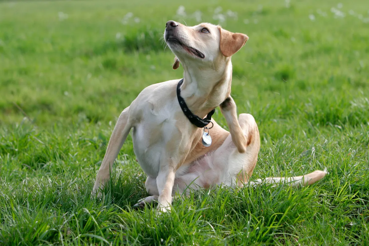 hund kliar sig av olika anledningar.