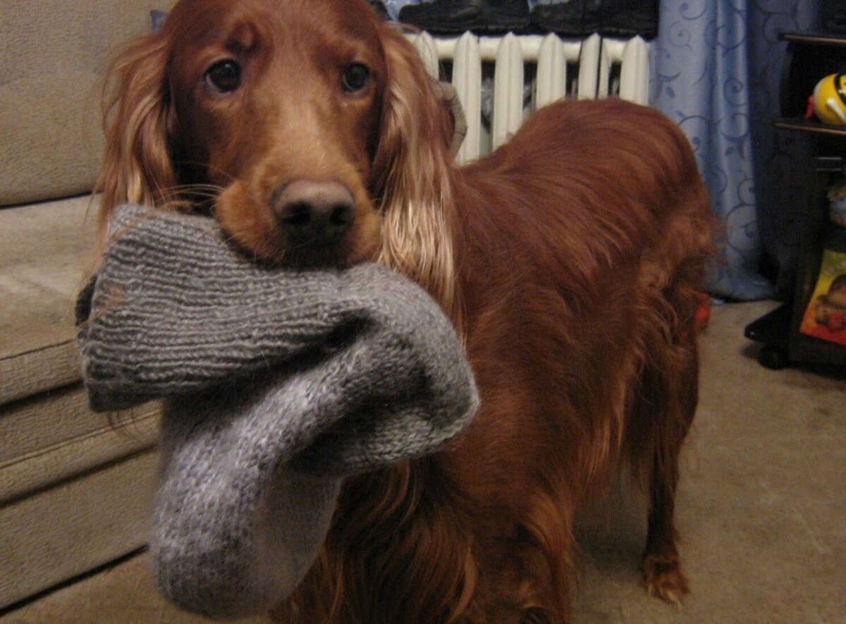 Hund håller en strumpa i munnen.