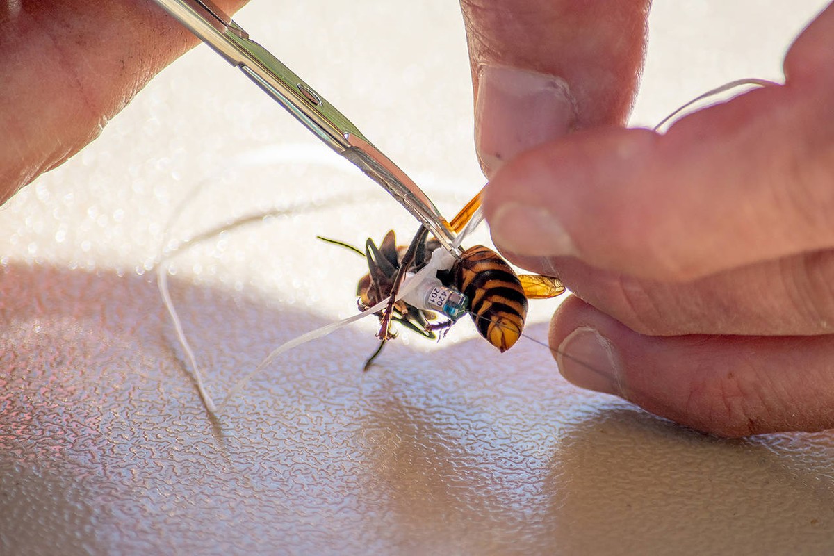 En man sätter in ett chip i en bålgeting.